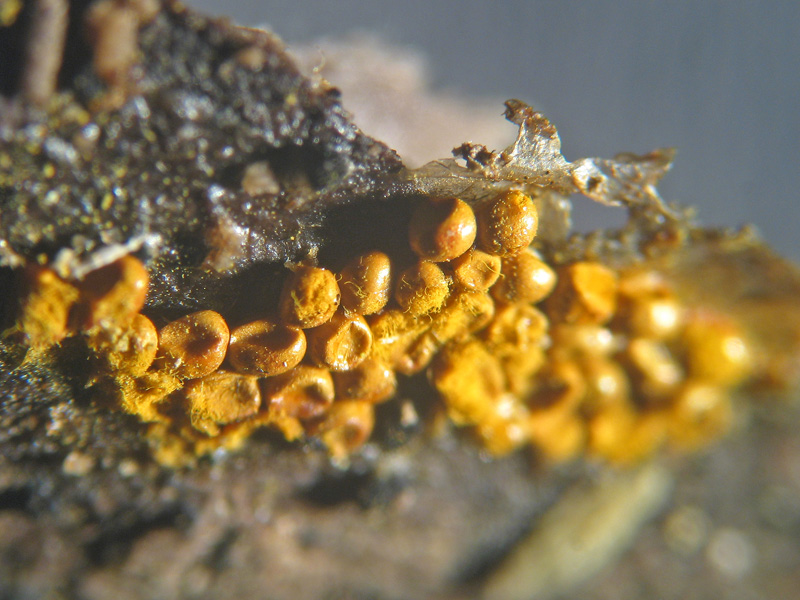 Mixomicete natalizio - Trichia scabra